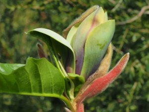 Magnolia x brooklynensis ‘Woodsman’ x Magnolia ‘Patriot’