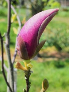 Magnolia ‘Purple Prince’
