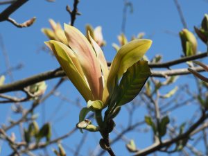 Magnolia ‘Stellar Acclaim’