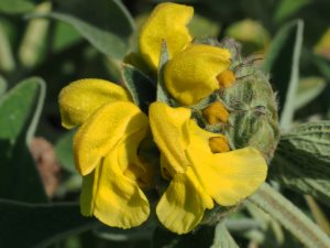 Phlomis fruiticosa