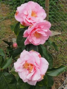 Camellia reticulata ‘Lila Naff’