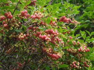 Enkianthus campanulatus ‘Vesta’