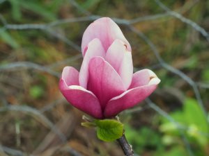 Magnolia ‘Mighty Mouse’