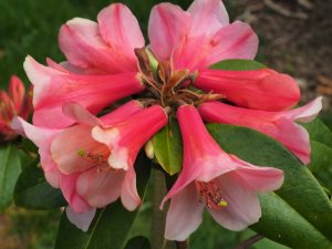 Rhododendron haemaleum var. atrorubens