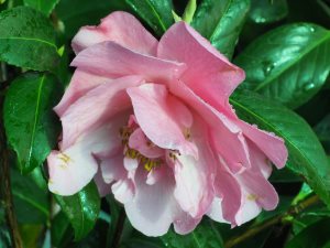 Camellia ‘Memphis Belle’