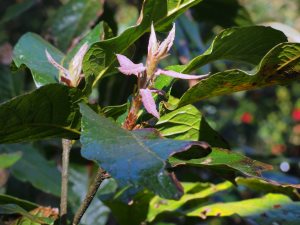 Quercus rhysophylla ‘Maya’