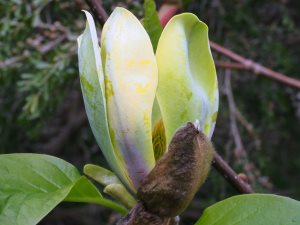 Magnolia x brooklynensis ‘Woodsman’ x ‘Patriot’