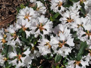 Rhododendron ‘Snow Lady’