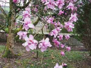 Seed magnolia un-named in Auklandii Garden