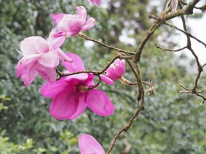Seed magnolia un-named in Auklandii Garden