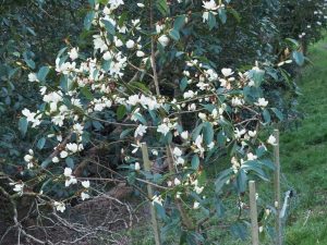 Magnolia (mitchelia) 'Fairy White'