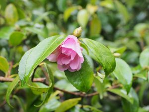 Camellia “Winter’s Charm”