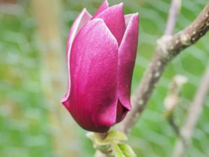 Magnolia ‘Black Tulip’ x Magnolia ‘Pickards Ruby’