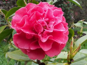 Camellia reticulata ‘Miss Tulare’