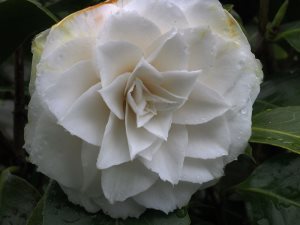 Camellia ‘Nuccio’s Gem’