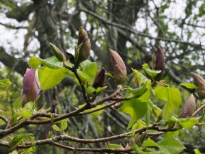Magnolia x brooklynensis ‘Evamaria’