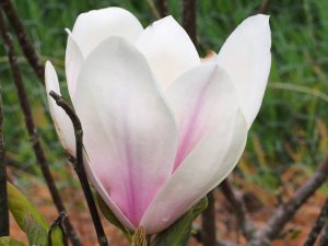 Magnolia x soulangeana ‘Beugnon’