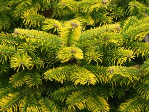 Picea glauca ‘Piccolo’