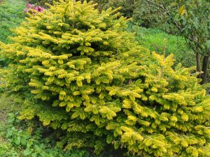 Picea glauca ‘Piccolo’