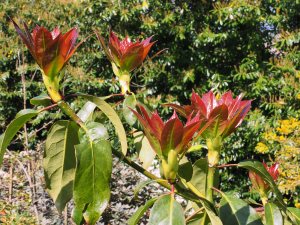 Diplopanax stachyanthus