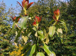 Diplopanax stachyanthus