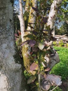 Magnolia sprengeri ‘Diva’ seedling