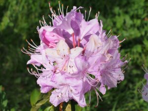 Rhododendron davidsonianum ‘Caerhays Pink Form’