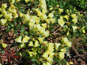 Rhododendron luteiflorum