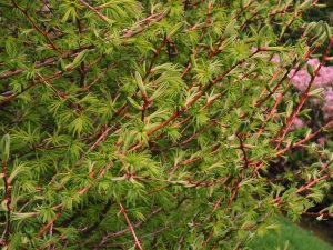 Larix kaempferi