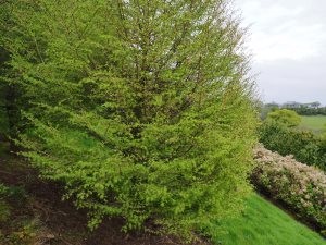 Larix kaempferi