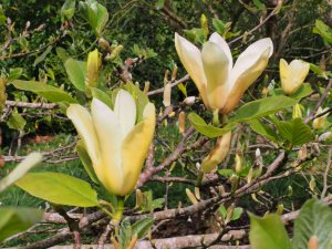 Magnolia ‘Golden Goblet’