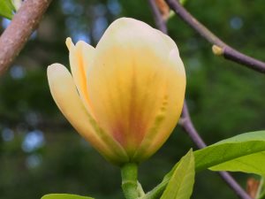 Magnolia ‘Butterbowl’