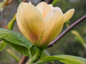 Magnolia ‘Butterbowl’
