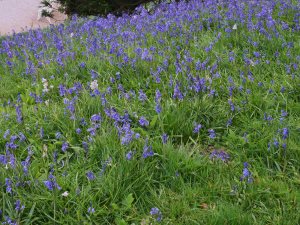 bluebells