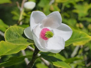 Magnolia sieboldii ‘Mishico Renge’