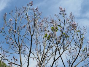 Paulownia tomentosa ‘Lilacina’