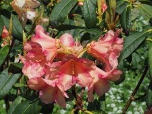 Rhododendron floccigeum