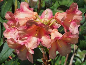 Rhododendron floccigeum