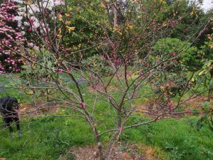 Cercis canadensis ‘Appalacian Red’