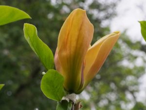 Magnolia ‘Judy Zuk’
