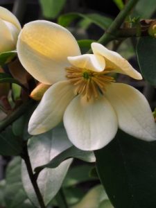 Michelia laevifolia ‘Gail’s Favourite’