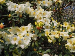 Rhododendron ‘Michaels Pride’