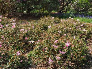 Rhododendron williamsianum
