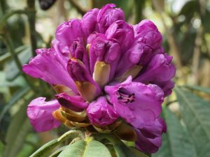 Another Rhododendron niveum