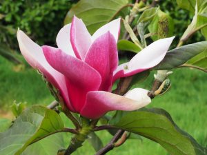 Magnolia ‘Crescendo’