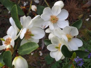 Magnolia laevifolia ‘Summer Snowflake’
