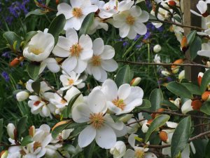 Magnolia laevifolia ‘Summer Snowflake’