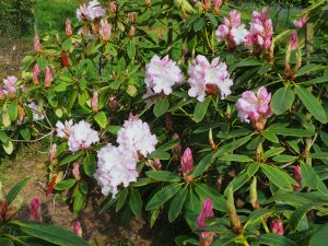 Rhododendron loderi ‘Venus’