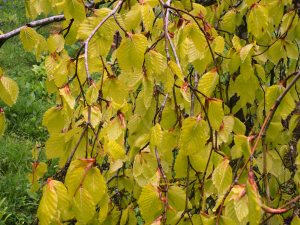 Fagus sylvatica ‘Pendula Aurea’