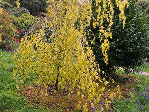 Fagus sylvatica ‘Pendula Aurea’